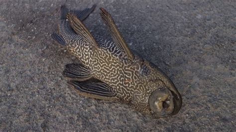 垃圾魚怎麼養|垃圾魚(琵琶鼠魚)的飼養知識